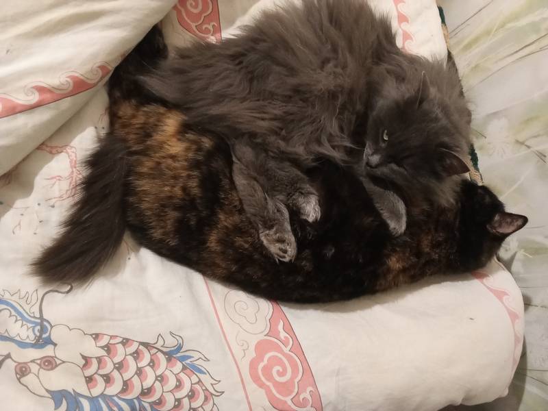 Две Кошки, которые друг друга Понимают